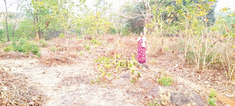 Gaurs destroy cashew  plantation at Valpoi