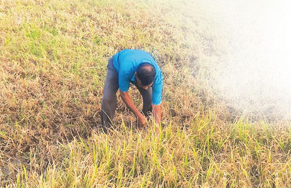 Guirim's Dilip Lotlikar, 70, gave up retirement to answer the call of the soil