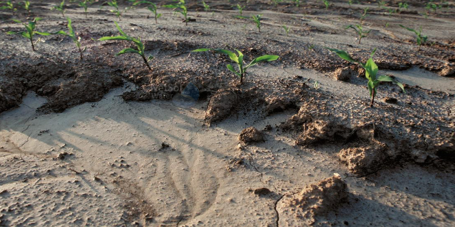 Soil erosion leads to major crop losses over last 15 years