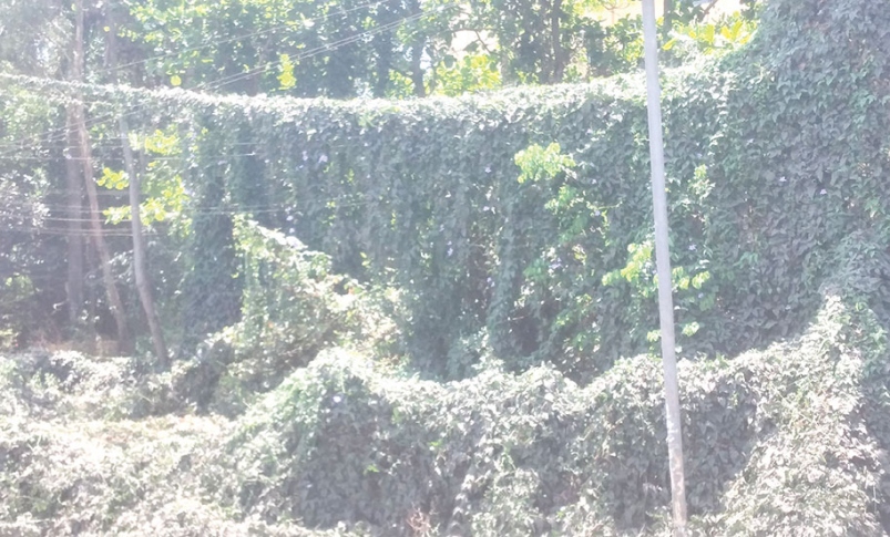 Overgrown ceepers on high tension  wires at Sada pose danger 