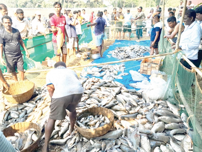 Herald: Seafood lovers make beeline at Curtorim's Mai-Tollem to bag freshly-harvested  fish