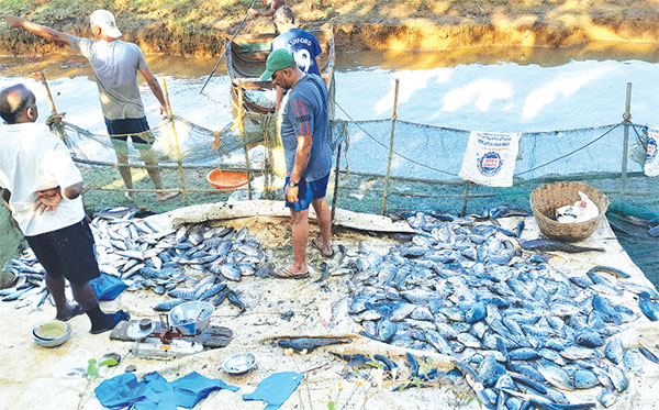 Goa’s aquafarmers left high and dry as Fisheries Department unable to provide them with shrimp, fish seeds