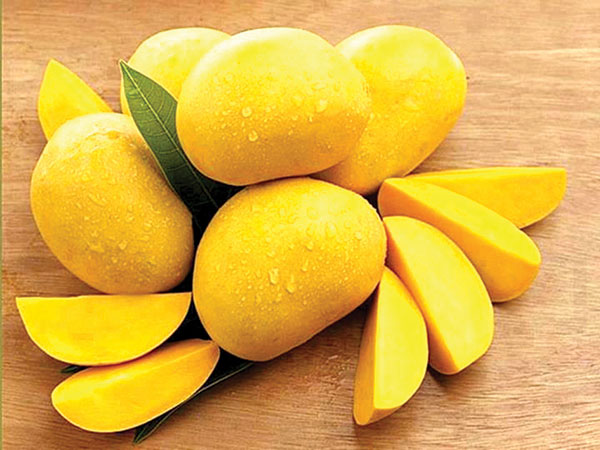 God save the ‘King’ of fruits: Mango yield drops by half in Goa