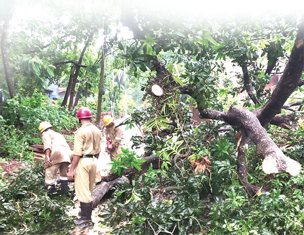 Margao Fire Services  attended 38 calls with trees falling across the taluka