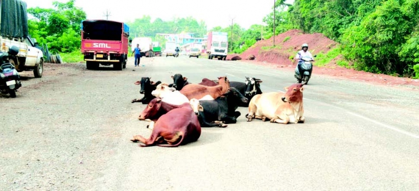 Stray cattle, illegal parking at Baytakhol haunts residents