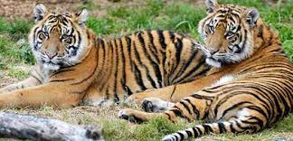 Forest Dept seeks AG’s opinion on HC order to declare Mhadei Sanctuary as Tiger Reserve
