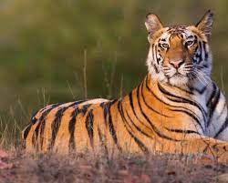 Goa govt has no option but to notify Mhadei  Tiger Reserve by Oct 24: Jairam Ramesh