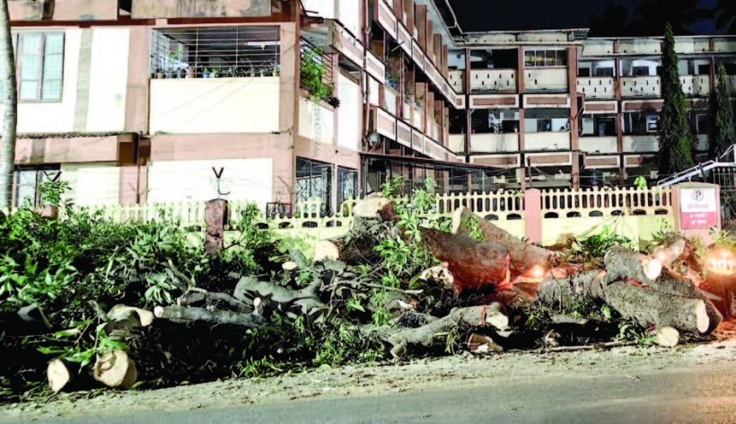 Age-old trees get butchered in Siolim, but constructions allowed to sprout by roadside