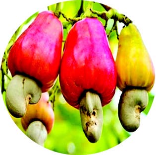 It’s not quite ‘feni’ as Goa’s cashew production dips with neglect