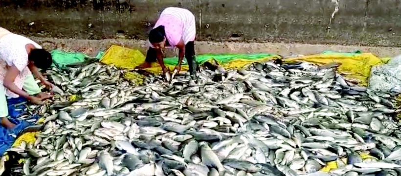 Harvesting of freshwater fish draws crowd to Curtorim’s Ralloi Lake amidst auction row