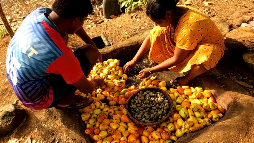 Goan Farmers Struggle as Cashew and Mango Yields Decline by 50%