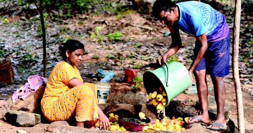 Goan farmers suffer as cashew and mango yield declines by about 50%
