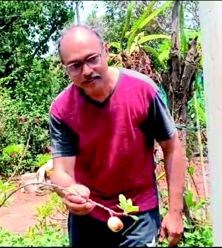 Former techie breaks ground in horticulture, grows first apple to maturity in humid Goa