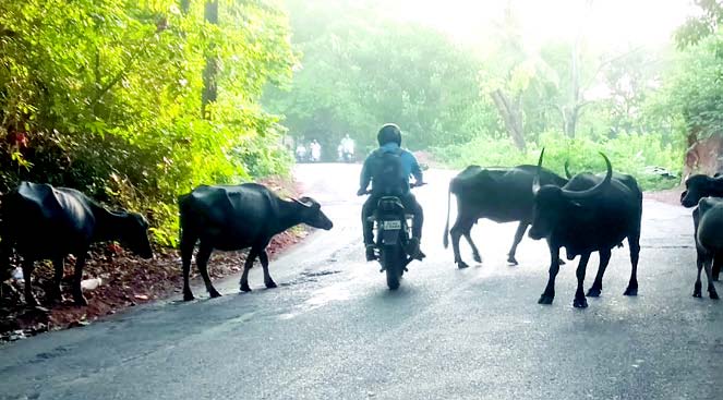 Stray cattle menace continues to pose danger for commuters in Ponda