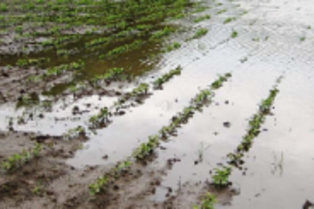 100-odd farmers hit, Socorro fields  submerged due to ‘illegal’ roads: Cong