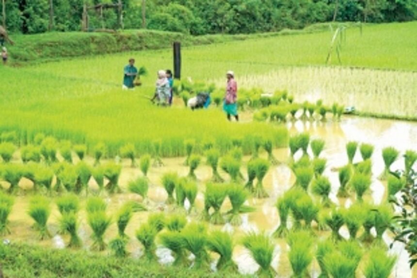 10k ha brought  under organic  farming: Agri Min