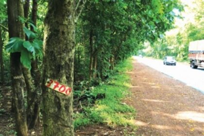13,000 trees to be felled for road-widening at Karmal Ghat
