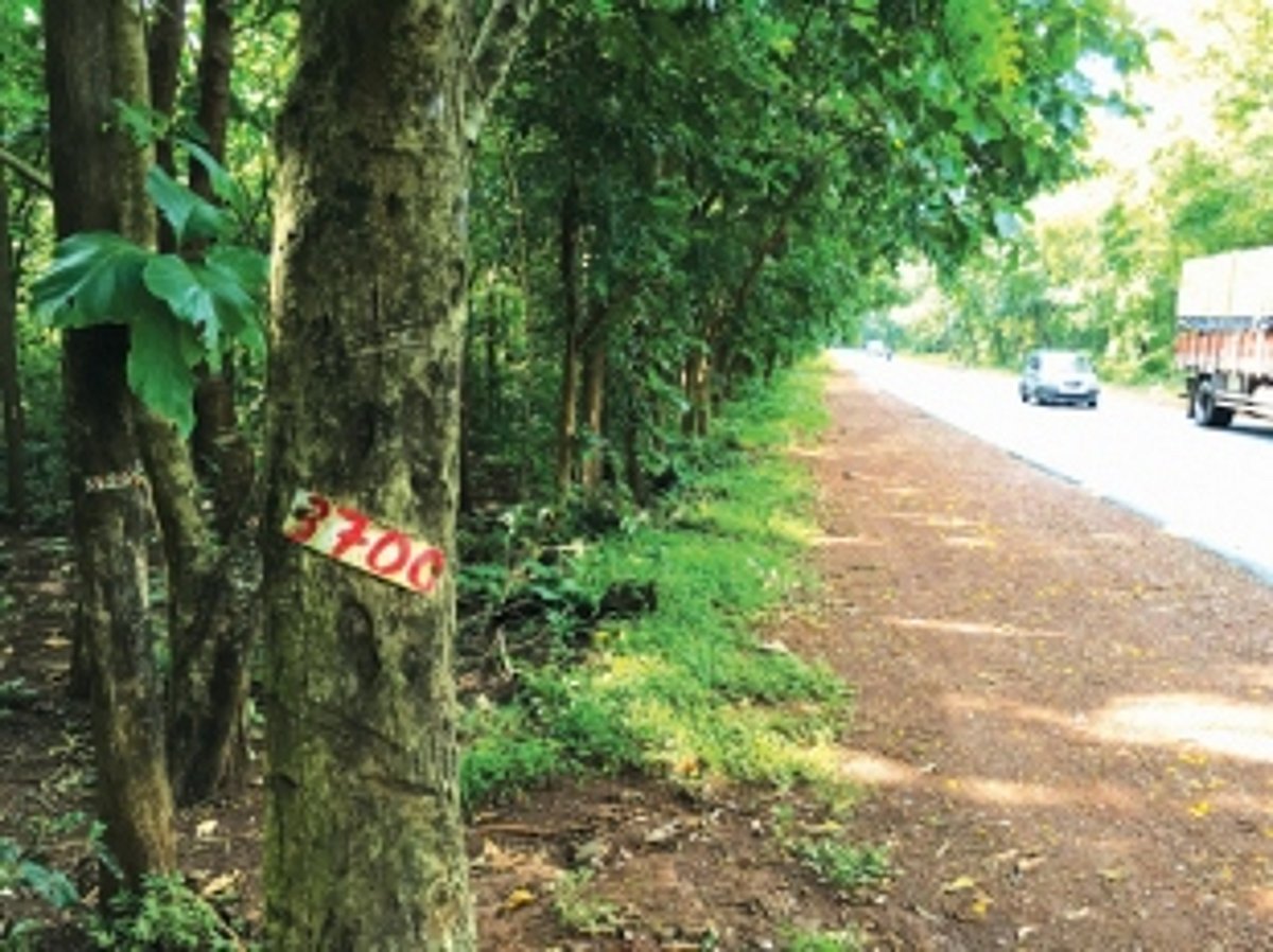 13,000 trees to be felled for road-widening at Karmal Ghat