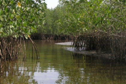 1,335 hectares added to  State’s wetland list