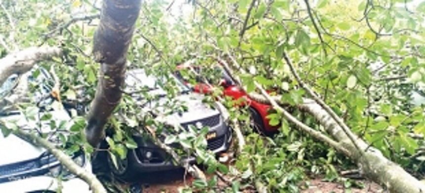 14 cars, nine two-wheelers damaged as trees come crashing down at Candolim, Nerul