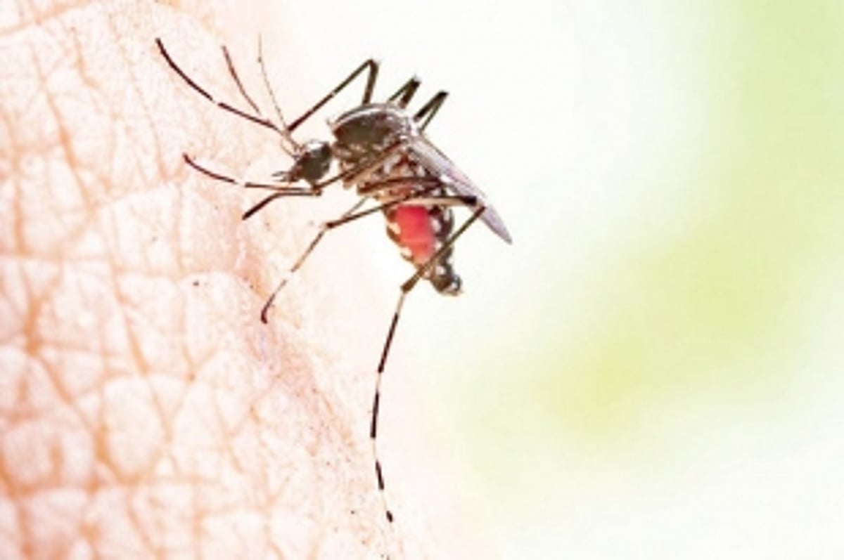 141 confirmed dengue cases reported till Aug: Dr Palekar