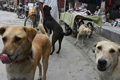 15 Injured in Stray Dog Attacks in Bhatkal, Karnataka