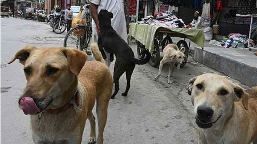 Stray dog attacks surge in Ponda 1 15 Injured in Stray Dog Attacks in Bhatkal, Karnataka