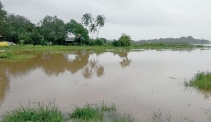 15 lakh sq mts of paddy fields submerged in St Estevam 1 15 lakh sq mts of paddy fields submerged in St Estevam