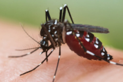 16 dengue deaths reported from Jan till date: DHS