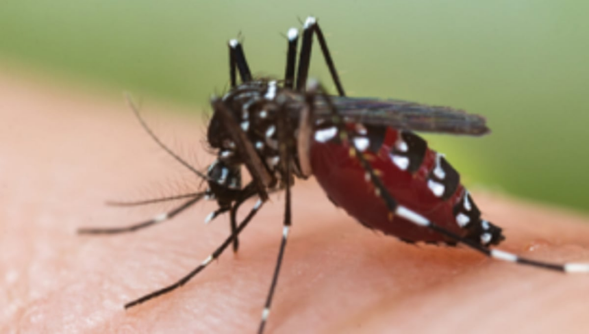 16 dengue deaths reported from Jan till date: DHS