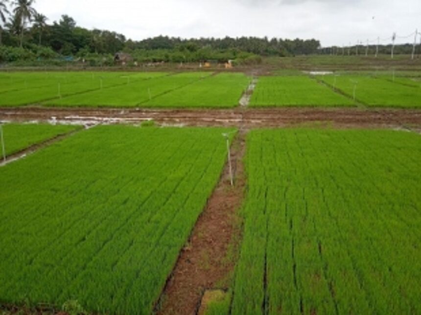 16k sq mtrs notified for conversion from paddy fields & natural cover in three talukas 1 16k sq mtrs notified for conversion from paddy fields & natural cover in three talukas