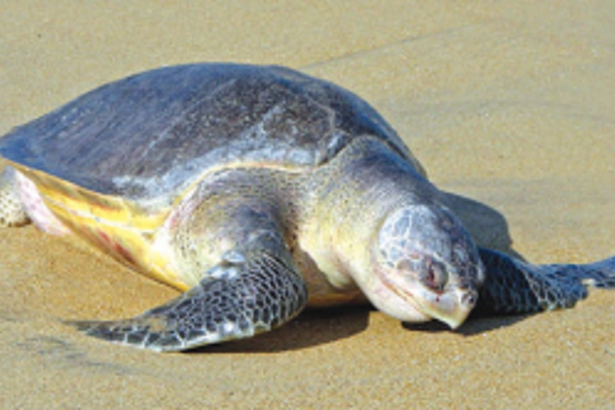 182 Olive Ridley eggs moved to Galgibaga for safer hatching