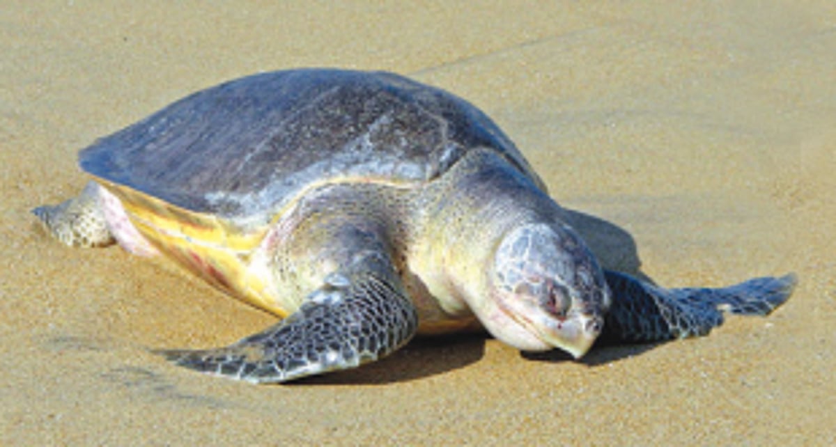 182 Olive Ridley eggs moved to Galgibaga for safer hatching