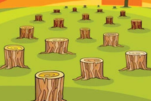 188 ‘dangerous trees’ to face the axe in Sattari