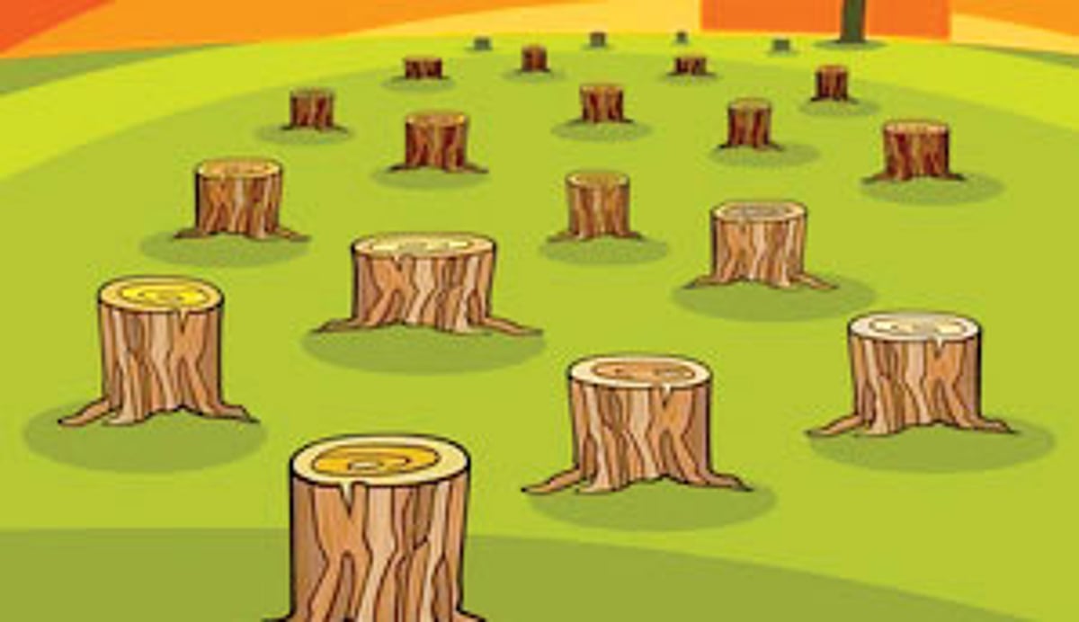 188 ‘dangerous trees’ to face the axe in Sattari