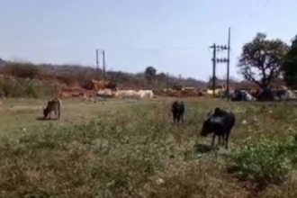 19 cattle found dead at Chicolna-Bogmalo