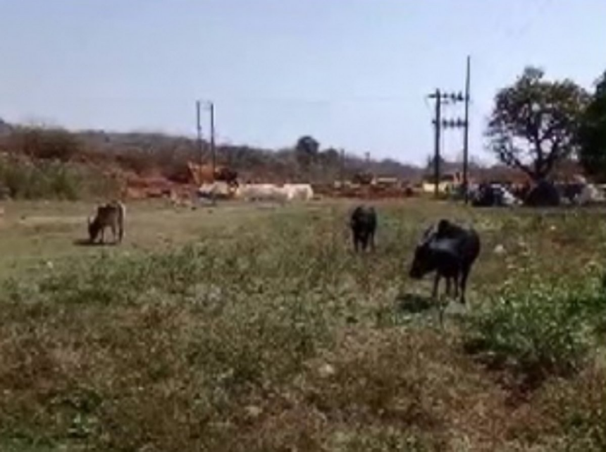 19 cattle found dead at Chicolna-Bogmalo