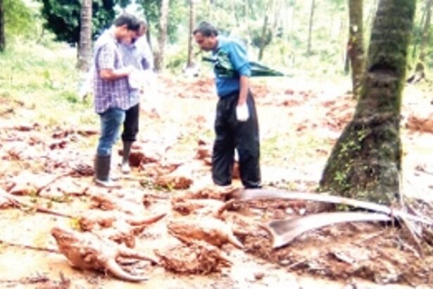 19 cow skulls found at  Valpoi cashew factory