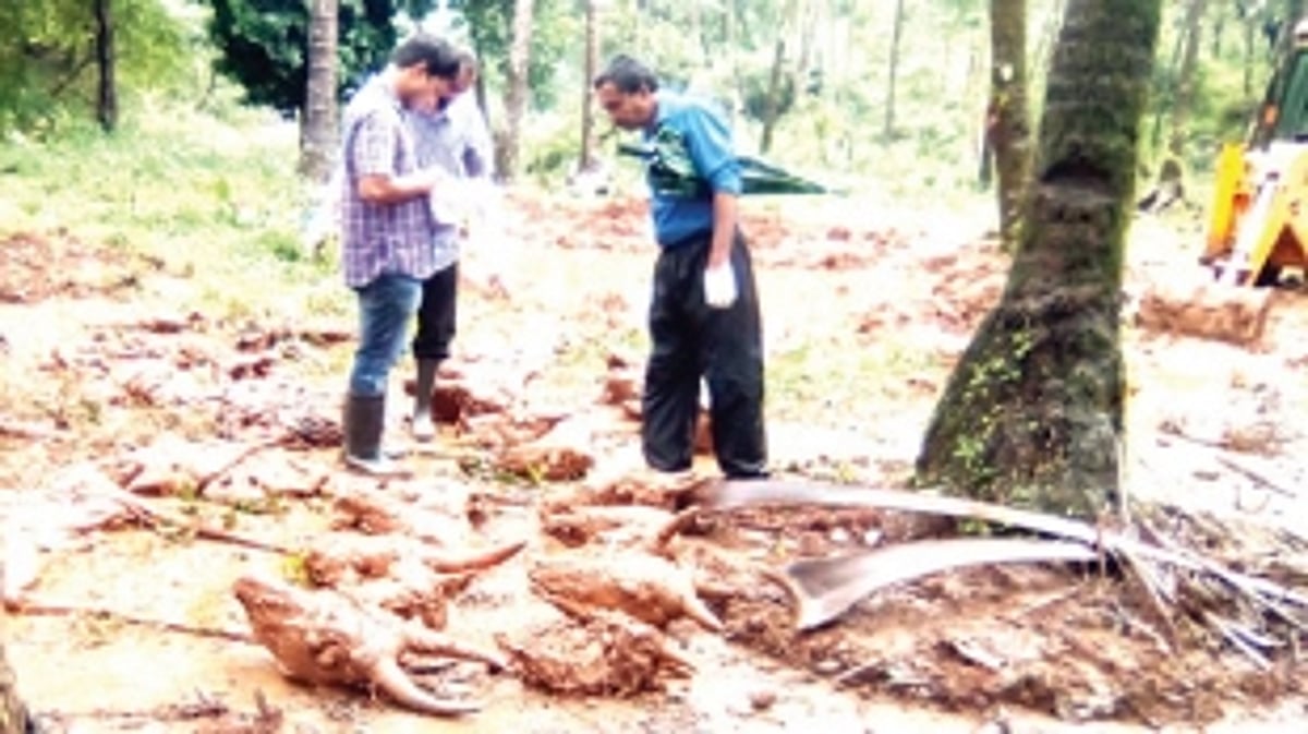 19 cow skulls found at  Valpoi cashew factory
