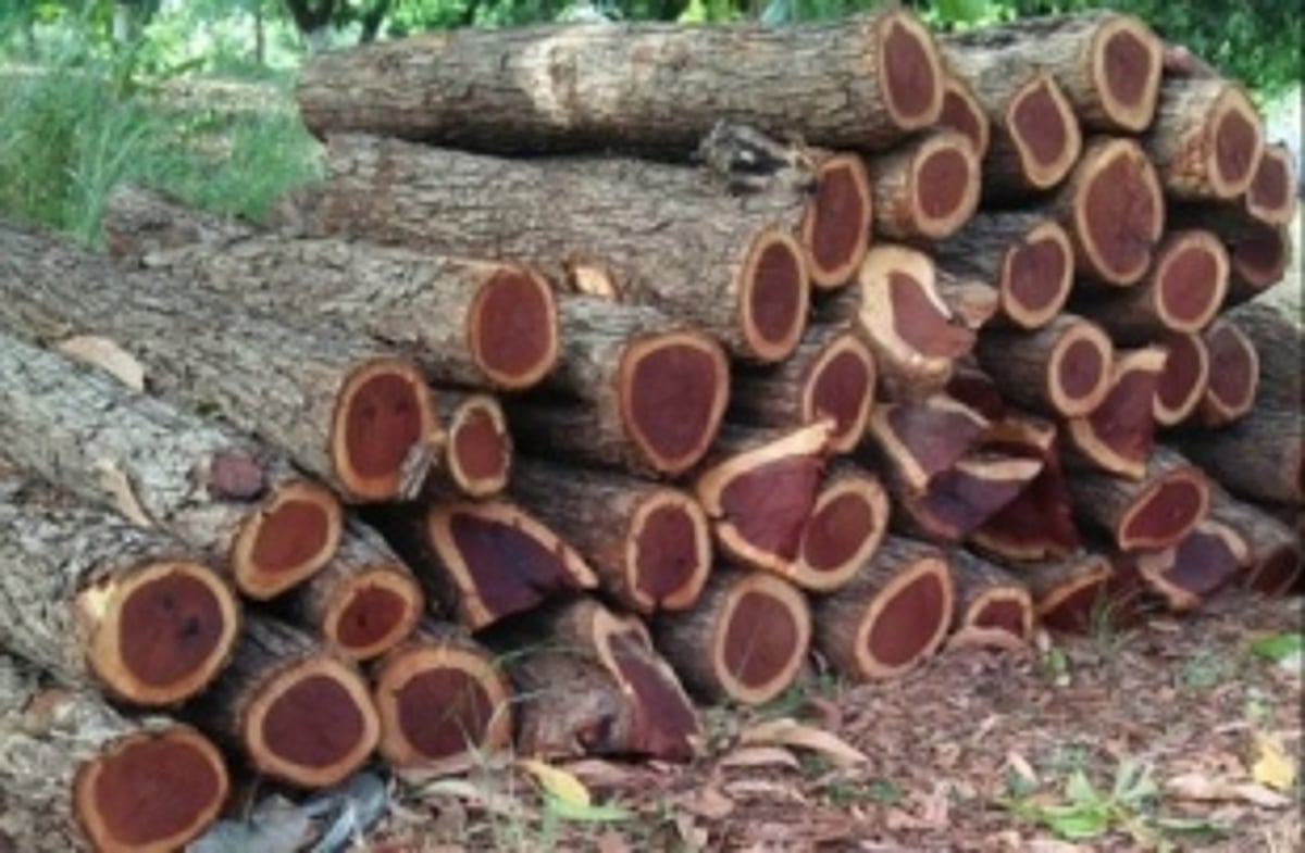2 arrested for attempting to smuggle Senegalia Catechu logs at Usgao