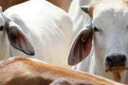 2 calves infected with suspected Lumpy Skin Disease found  at Dharbandora