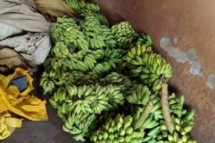 200 kgs of artificially  ripened bananas  seized at Mapusa