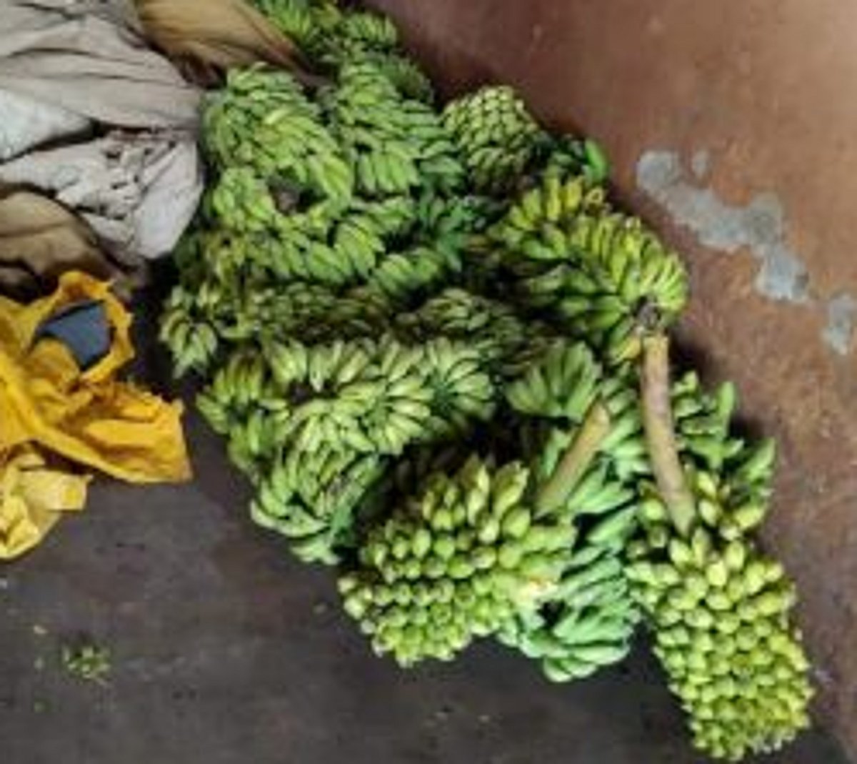 200 kgs of artificially  ripened bananas  seized at Mapusa