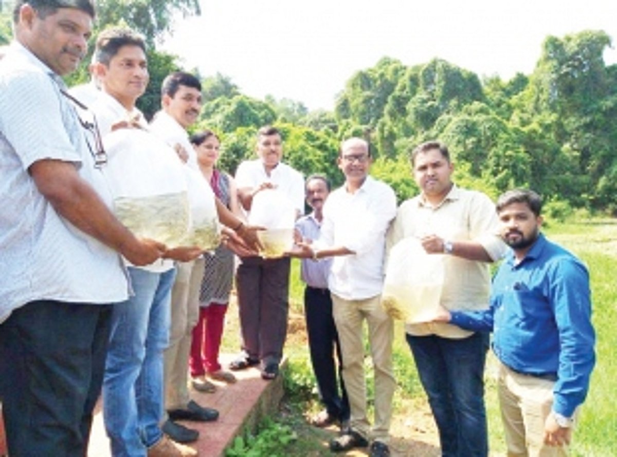 2,000 fish released in  Pilerne water bodies