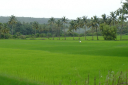 21-day lockdown period makes Canconkars realise the importance of traditional occupations