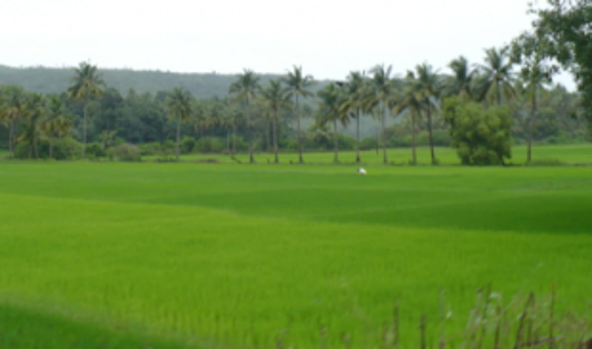 21-day lockdown period makes Canconkars realise the importance of traditional occupations