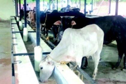 25% road accident deaths due to stray cattle: CM Sawant