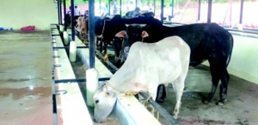 25% road accident deaths due to stray cattle: CM Sawant