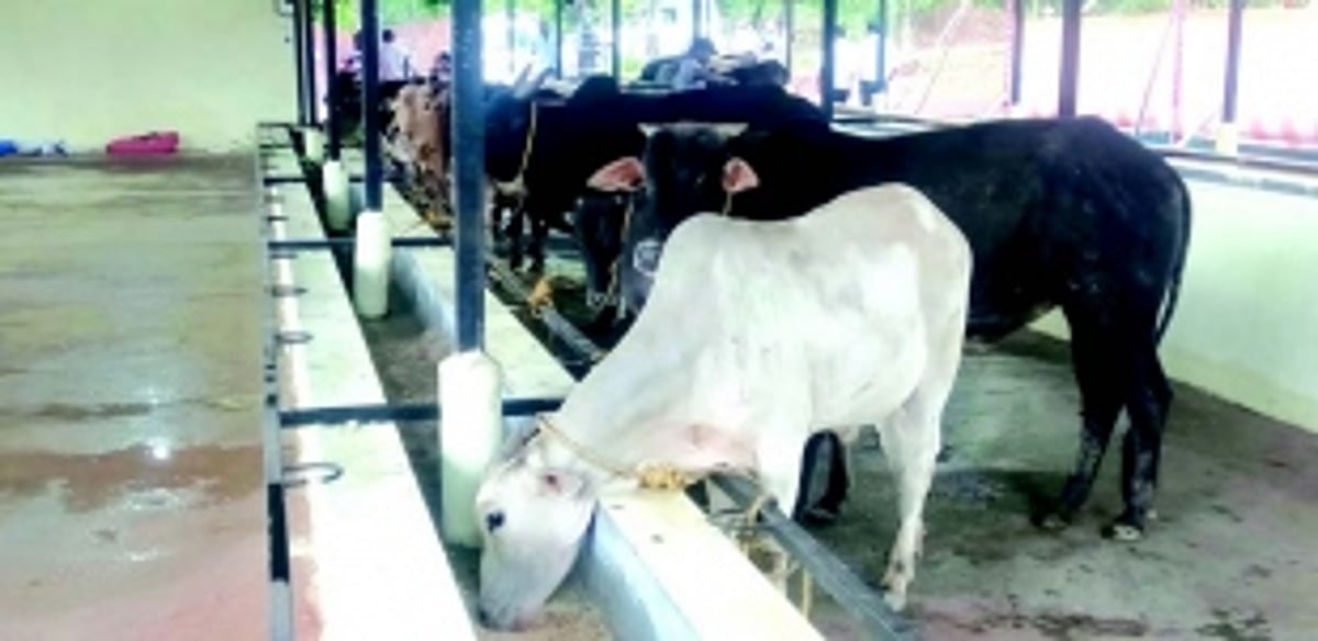 25% road accident deaths due to stray cattle: CM Sawant