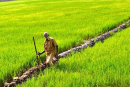 250 hectares of land  cultivated at Canacona